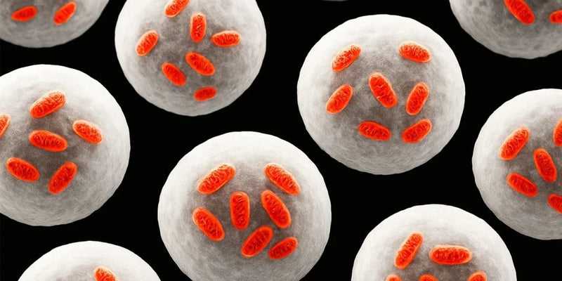 mitochondrien